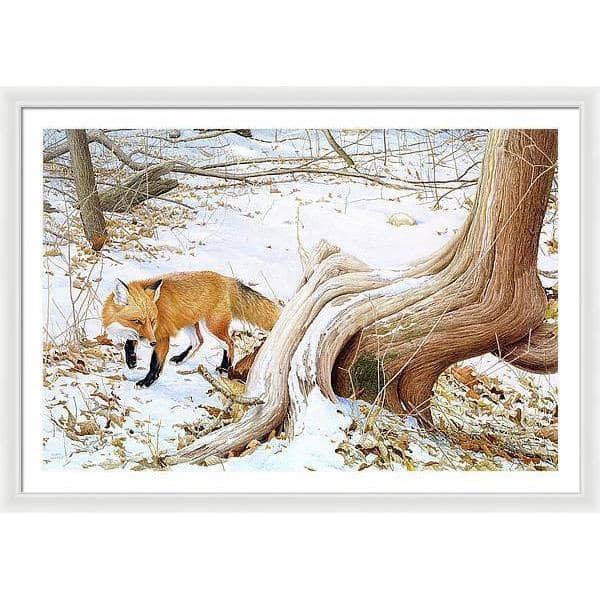 Red Fox and Cedar - Framed Print | Artwork by Glen Loates