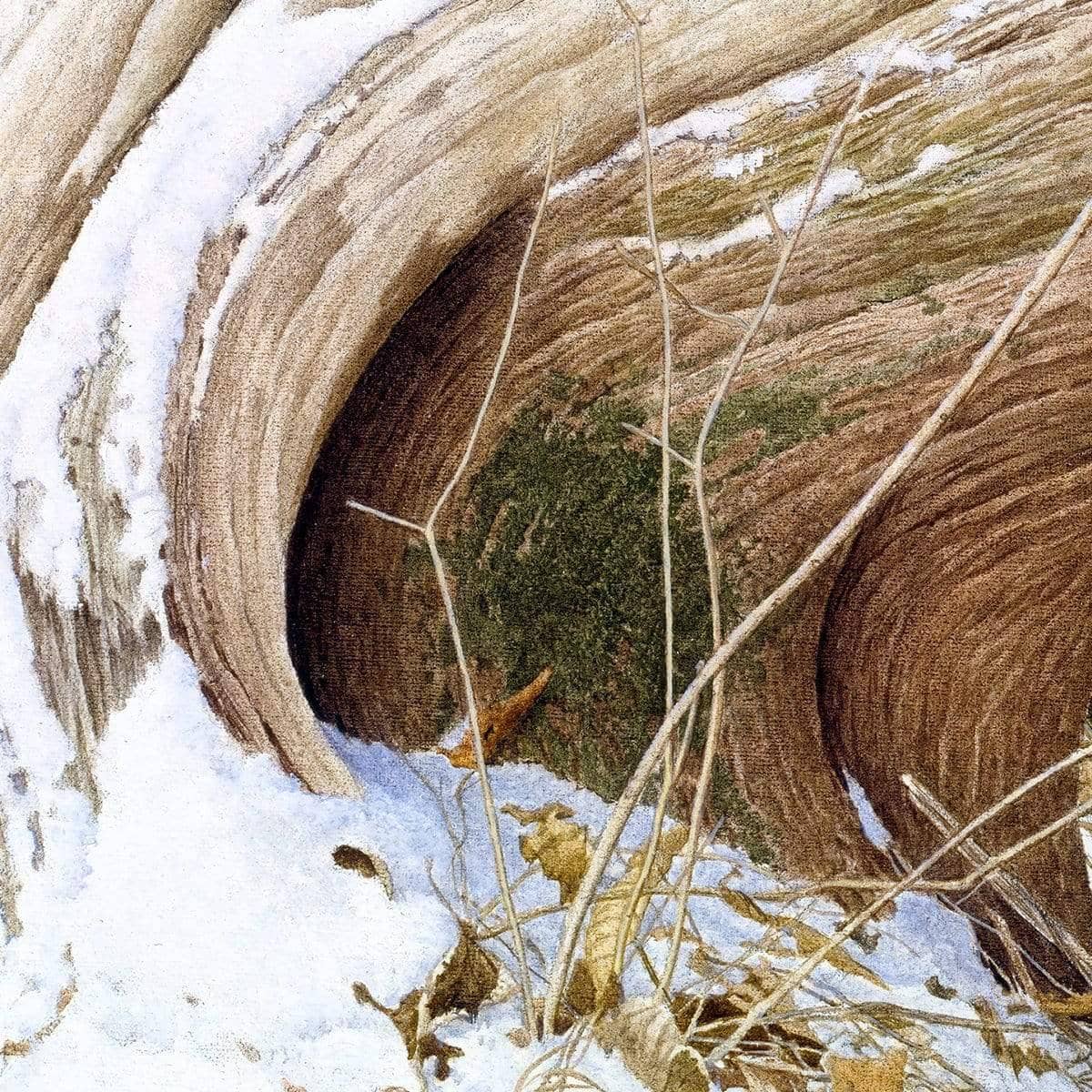 Red Fox and Cedar - Framed Print | Artwork by Glen Loates