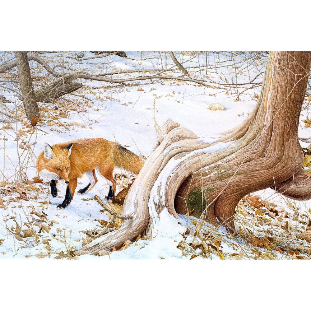 Red Fox and Cedar - Framed Print | Artwork by Glen Loates