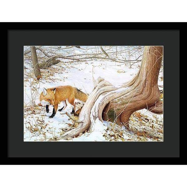 Red Fox and Cedar - Framed Print | Artwork by Glen Loates