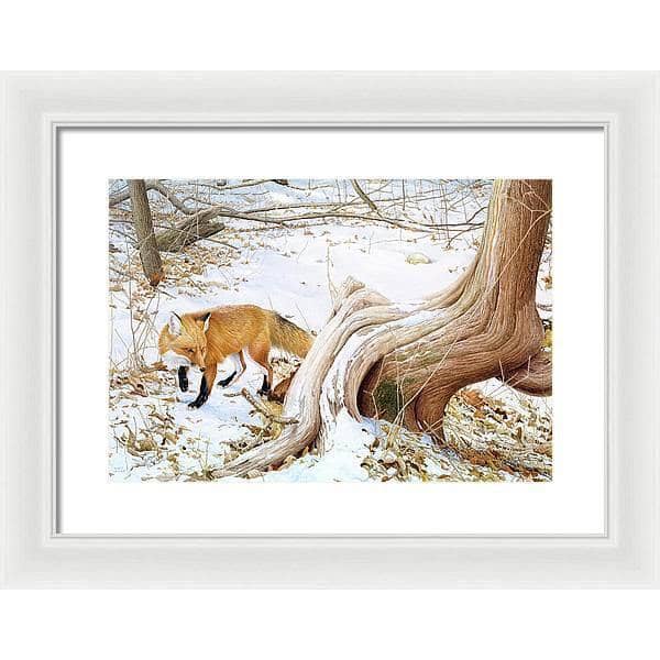 Red Fox and Cedar - Framed Print | Artwork by Glen Loates