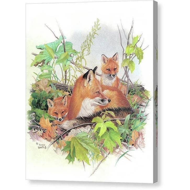 Red Fox and Kits - Canvas Print | Artwork by Glen Loates