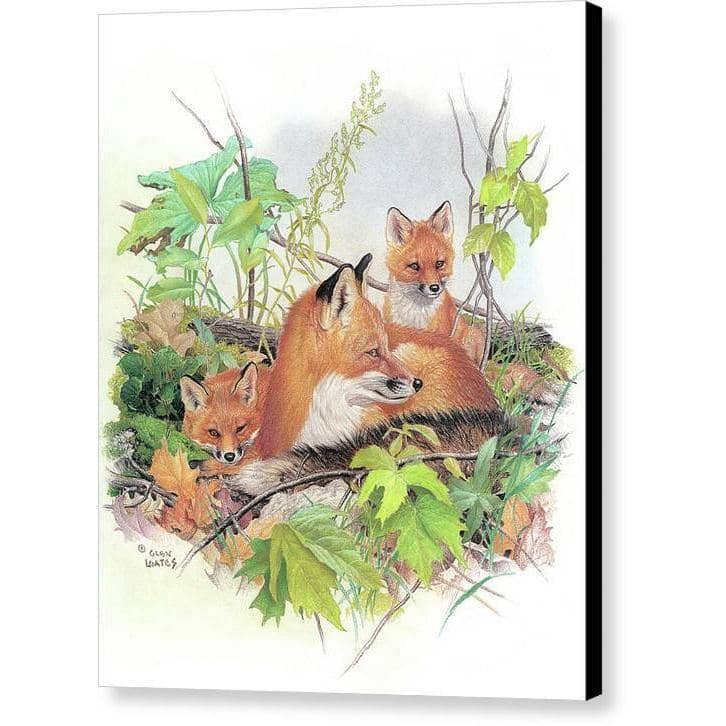 Red Fox and Kits - Canvas Print | Artwork by Glen Loates