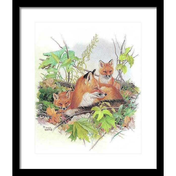 Red Fox and Kits - Framed Print | Artwork by Glen Loates