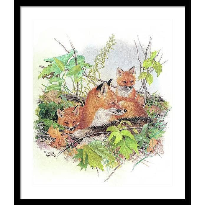 Red Fox and Kits - Framed Print | Artwork by Glen Loates