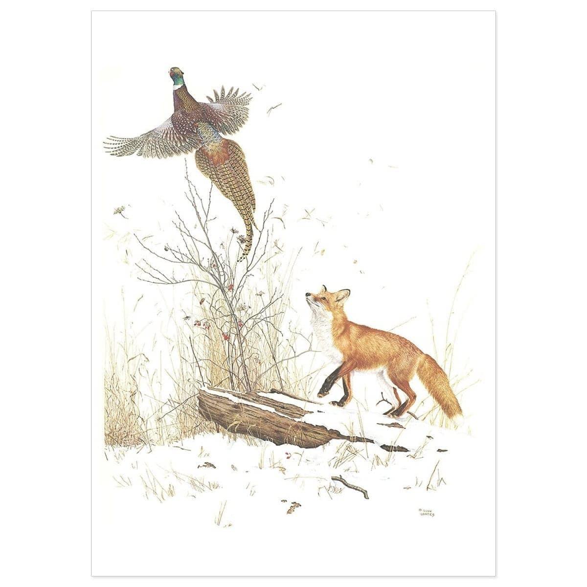 Red Fox And Ring-necked Pheasant - Art Print | Artwork by Glen Loates