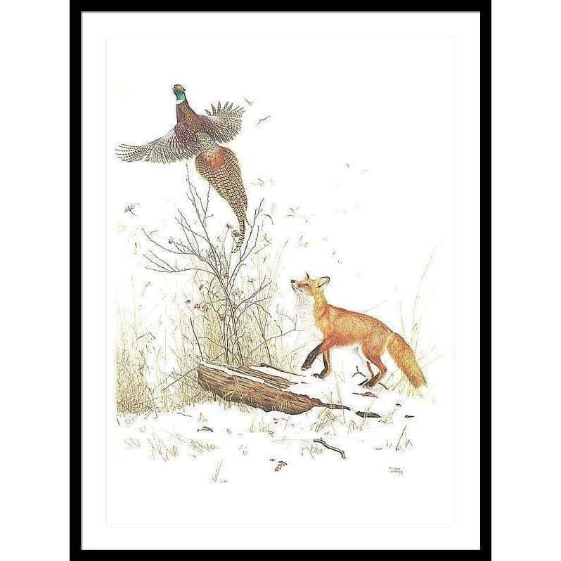 Red Fox and Ring-necked Pheasant - Framed Print | Artwork by Glen Loates