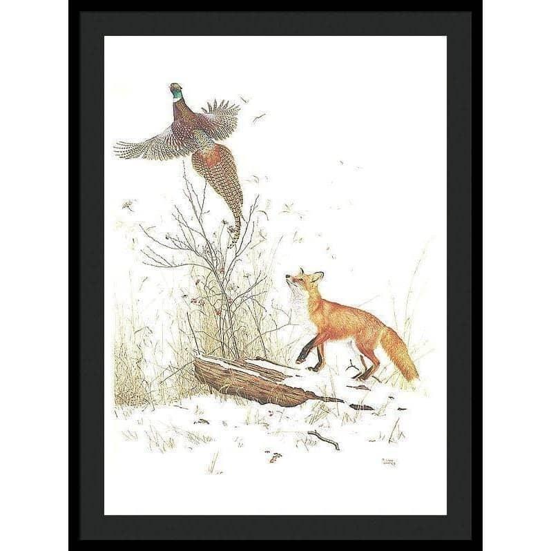 Red Fox and Ring-necked Pheasant - Framed Print | Artwork by Glen Loates