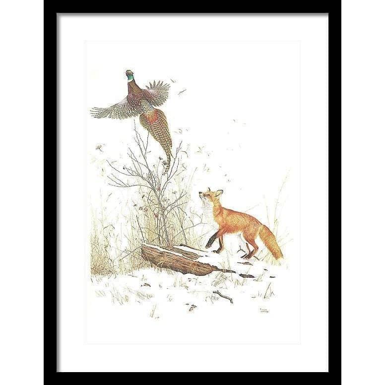 Red Fox and Ring-necked Pheasant - Framed Print | Artwork by Glen Loates