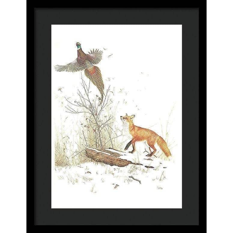 Red Fox and Ring-necked Pheasant - Framed Print | Artwork by Glen Loates