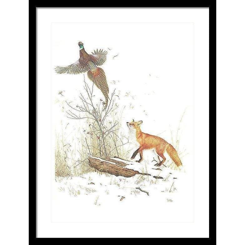 Red Fox and Ring-necked Pheasant - Framed Print | Artwork by Glen Loates