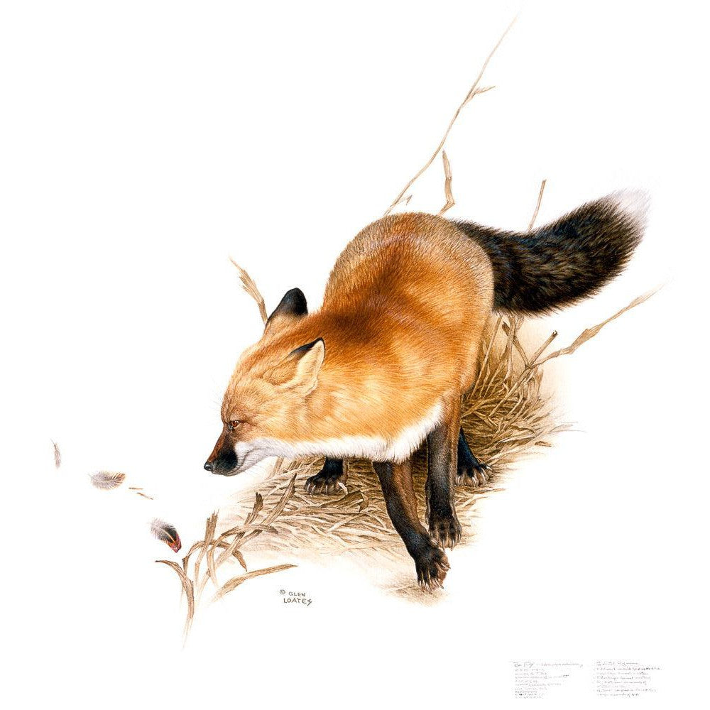 Red Fox - Canvas Print | Artwork by Glen Loates