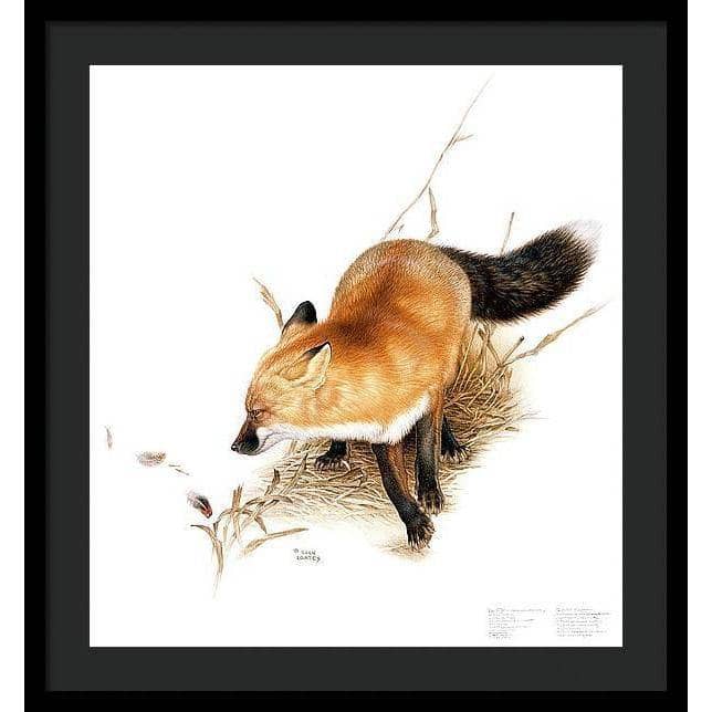 Red Fox - Framed Print | Artwork by Glen Loates
