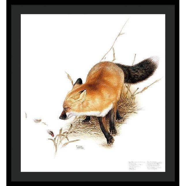 Red Fox - Framed Print | Artwork by Glen Loates