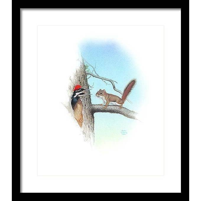 Red Squirrel and Pileated Woodpecker - Framed Print | Artwork by Glen Loates