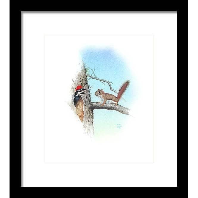 Red Squirrel and Pileated Woodpecker - Framed Print | Artwork by Glen Loates