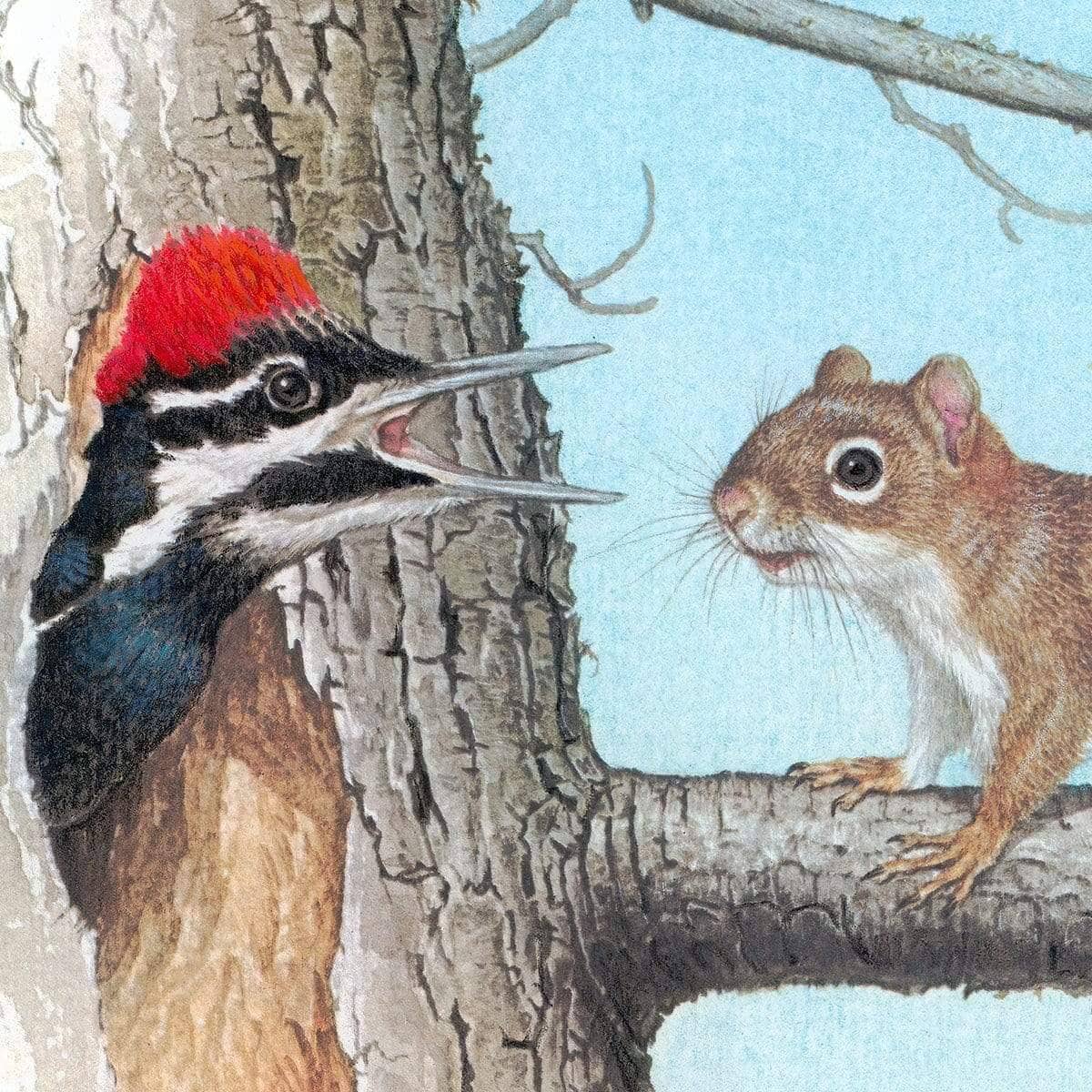 Red Squirrel and Pileated Woodpecker - Framed Print | Artwork by Glen Loates