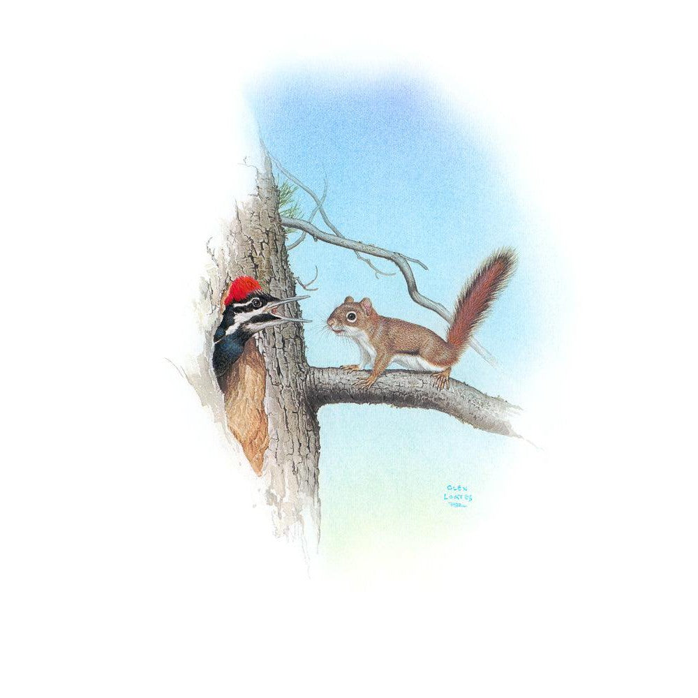 Red Squirrel and Pileated Woodpecker - Framed Print | Artwork by Glen Loates