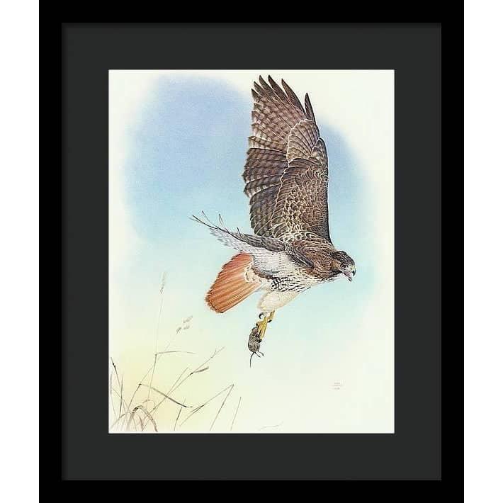 Red-tailed Hawk - Framed Print | Artwork by Glen Loates