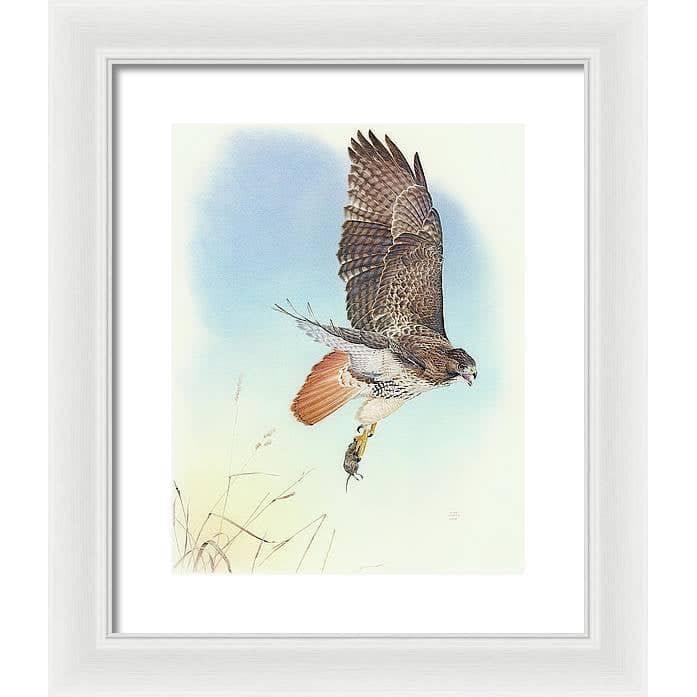 Red-tailed Hawk - Framed Print | Artwork by Glen Loates