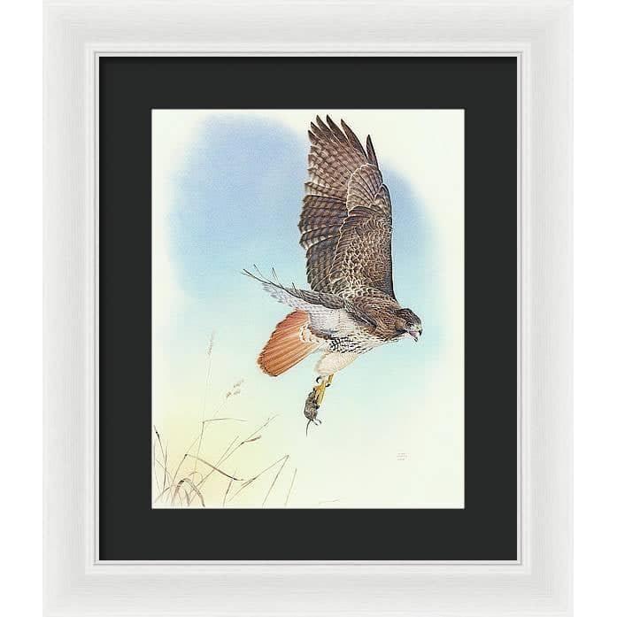 Red-tailed Hawk - Framed Print | Artwork by Glen Loates
