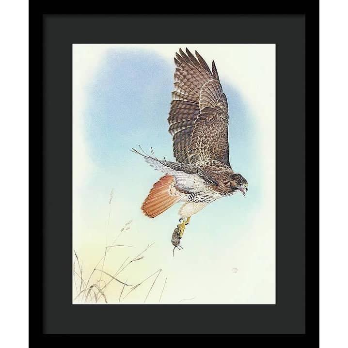 Red-tailed Hawk - Framed Print | Artwork by Glen Loates