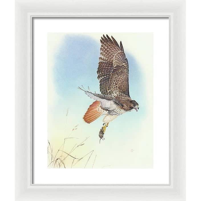 Red-tailed Hawk - Framed Print | Artwork by Glen Loates