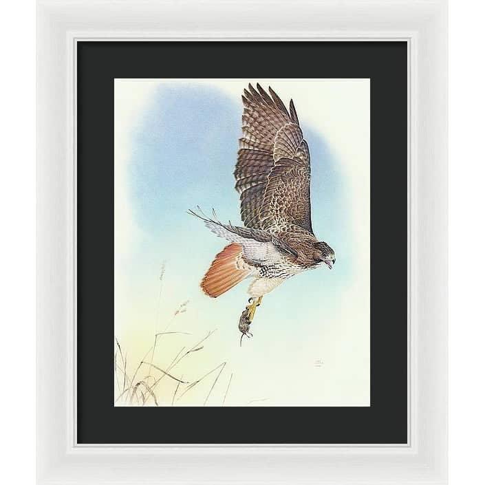 Red-tailed Hawk - Framed Print | Artwork by Glen Loates