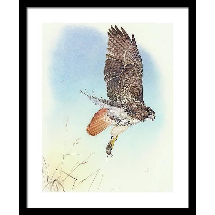Red-tailed Hawk - Framed Print | Artwork by Glen Loates