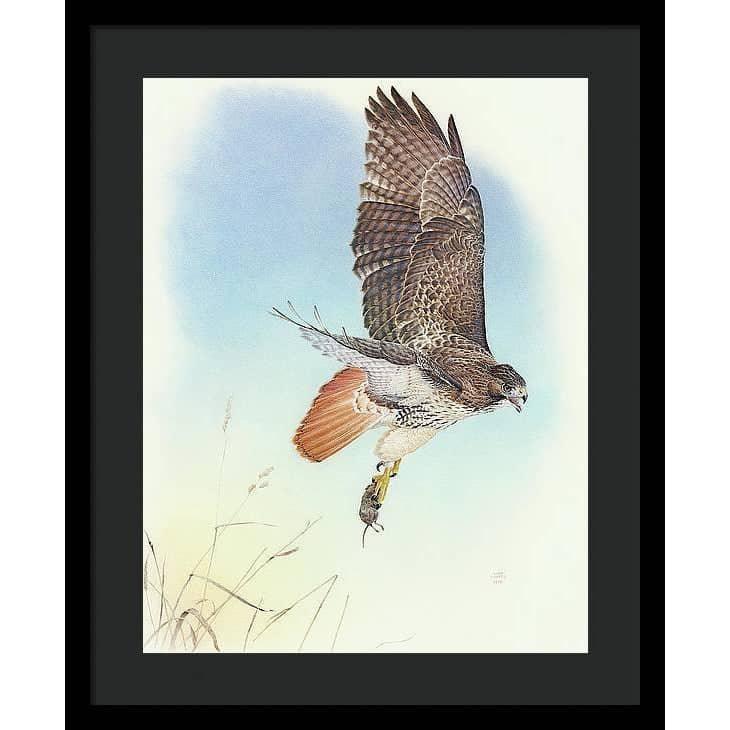 Red-tailed Hawk - Framed Print | Artwork by Glen Loates