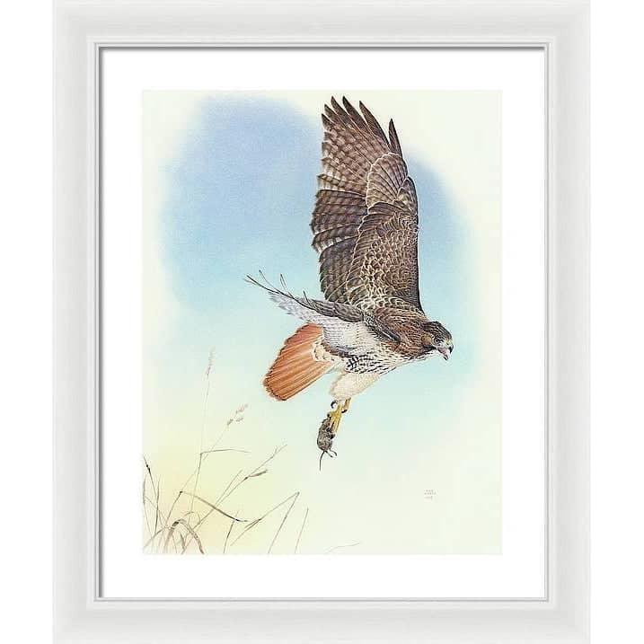 Red-tailed Hawk - Framed Print | Artwork by Glen Loates