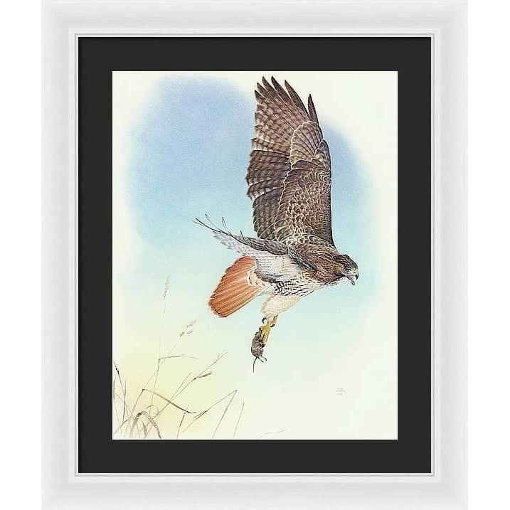 Red-tailed Hawk - Framed Print | Artwork by Glen Loates