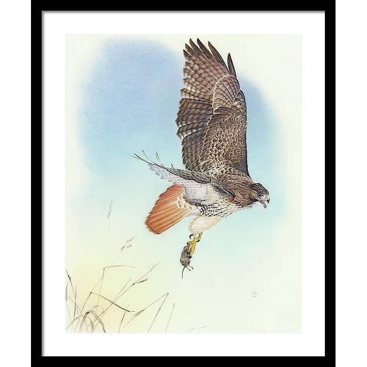 Red-tailed Hawk - Framed Print | Artwork by Glen Loates