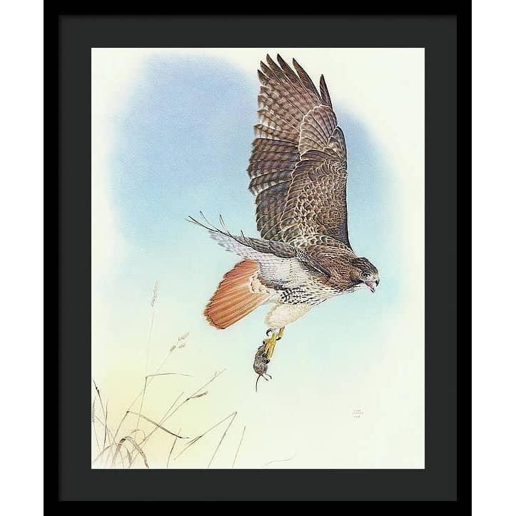 Red-tailed Hawk - Framed Print | Artwork by Glen Loates