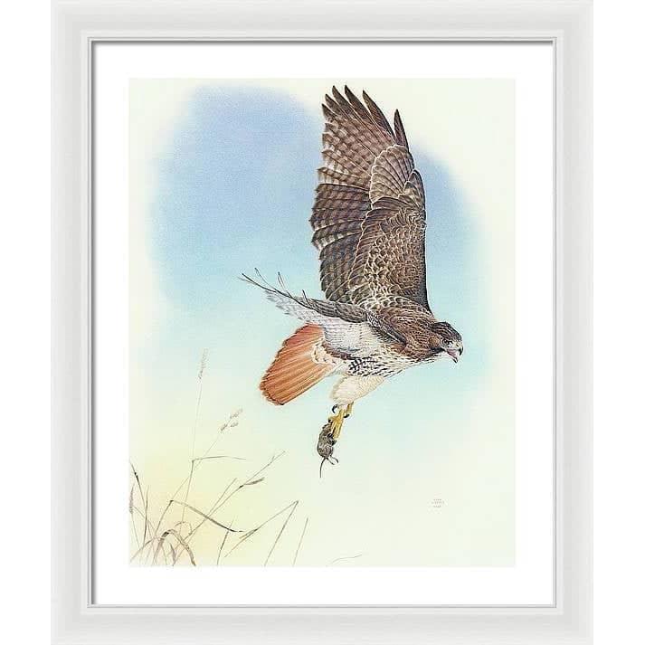 Red-tailed Hawk - Framed Print | Artwork by Glen Loates
