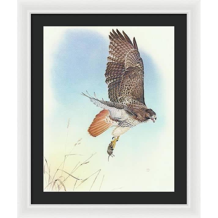Red-tailed Hawk - Framed Print | Artwork by Glen Loates