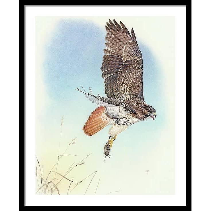Red-tailed Hawk - Framed Print | Artwork by Glen Loates
