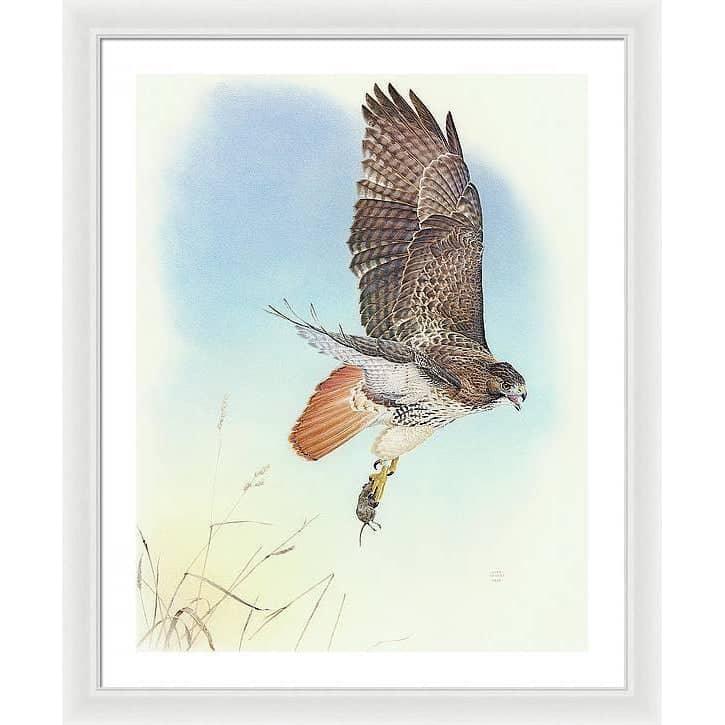 Red-tailed Hawk - Framed Print | Artwork by Glen Loates