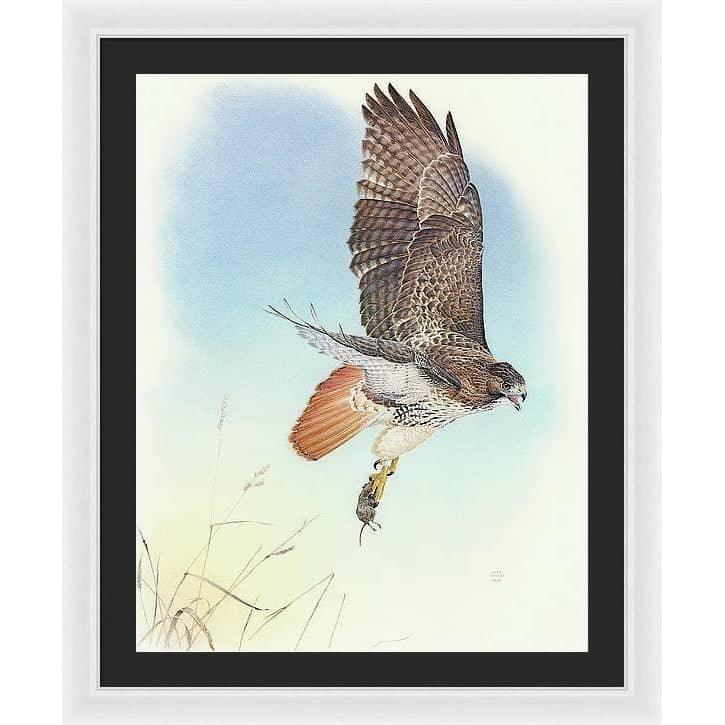 Red-tailed Hawk - Framed Print | Artwork by Glen Loates