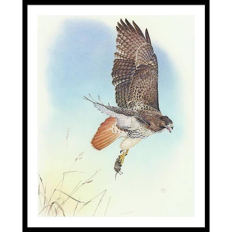 Red-tailed Hawk - Framed Print | Artwork by Glen Loates