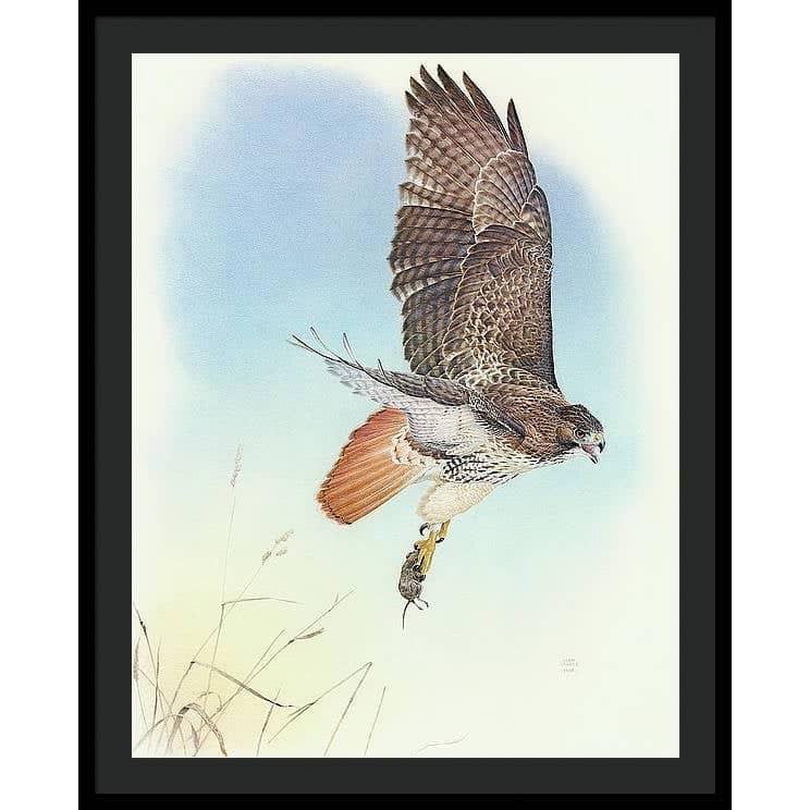 Red-tailed Hawk - Framed Print | Artwork by Glen Loates