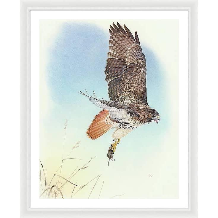Red-tailed Hawk - Framed Print | Artwork by Glen Loates