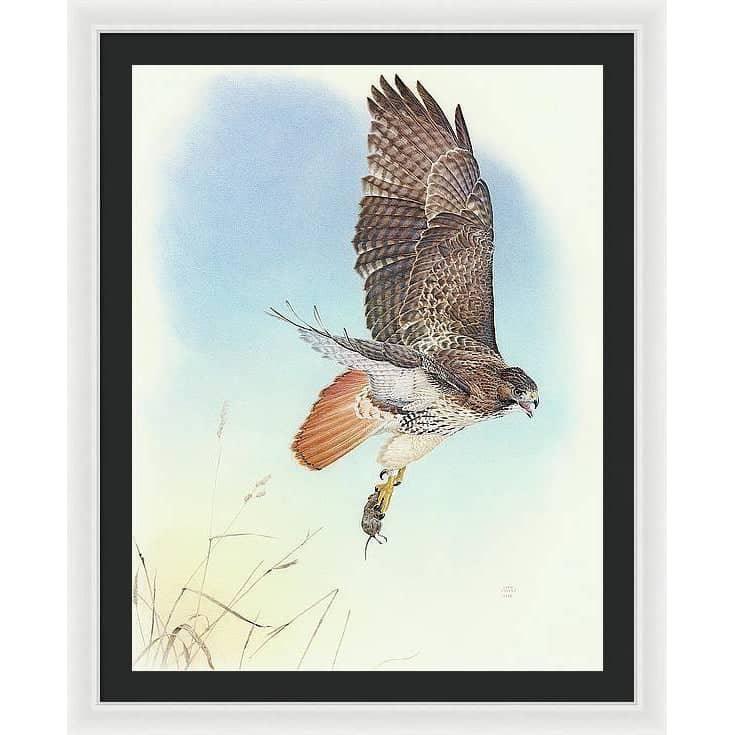 Red-tailed Hawk - Framed Print | Artwork by Glen Loates