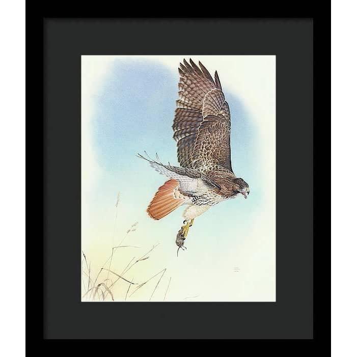 Red-tailed Hawk - Framed Print | Artwork by Glen Loates