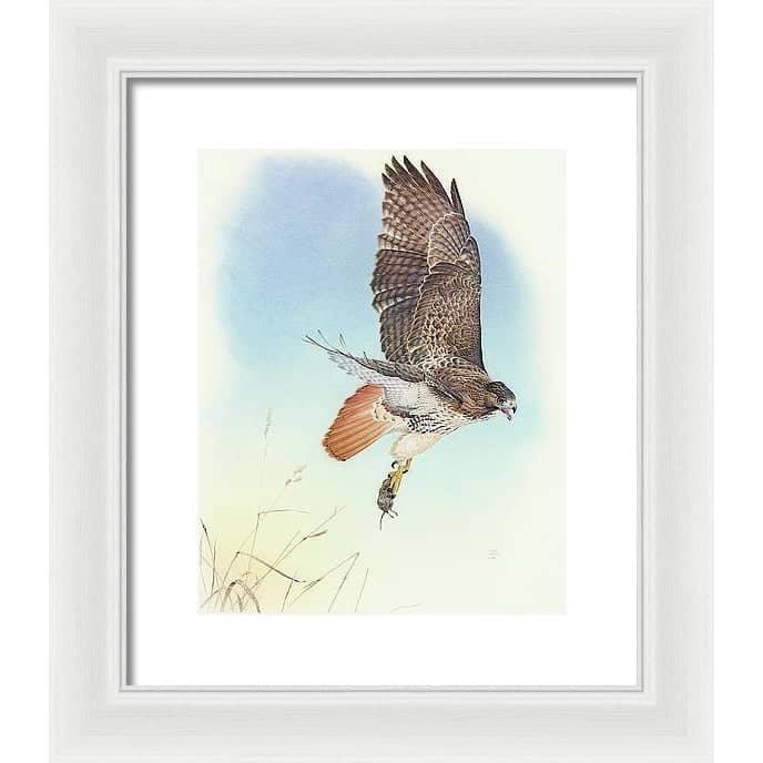 Red-tailed Hawk - Framed Print | Artwork by Glen Loates