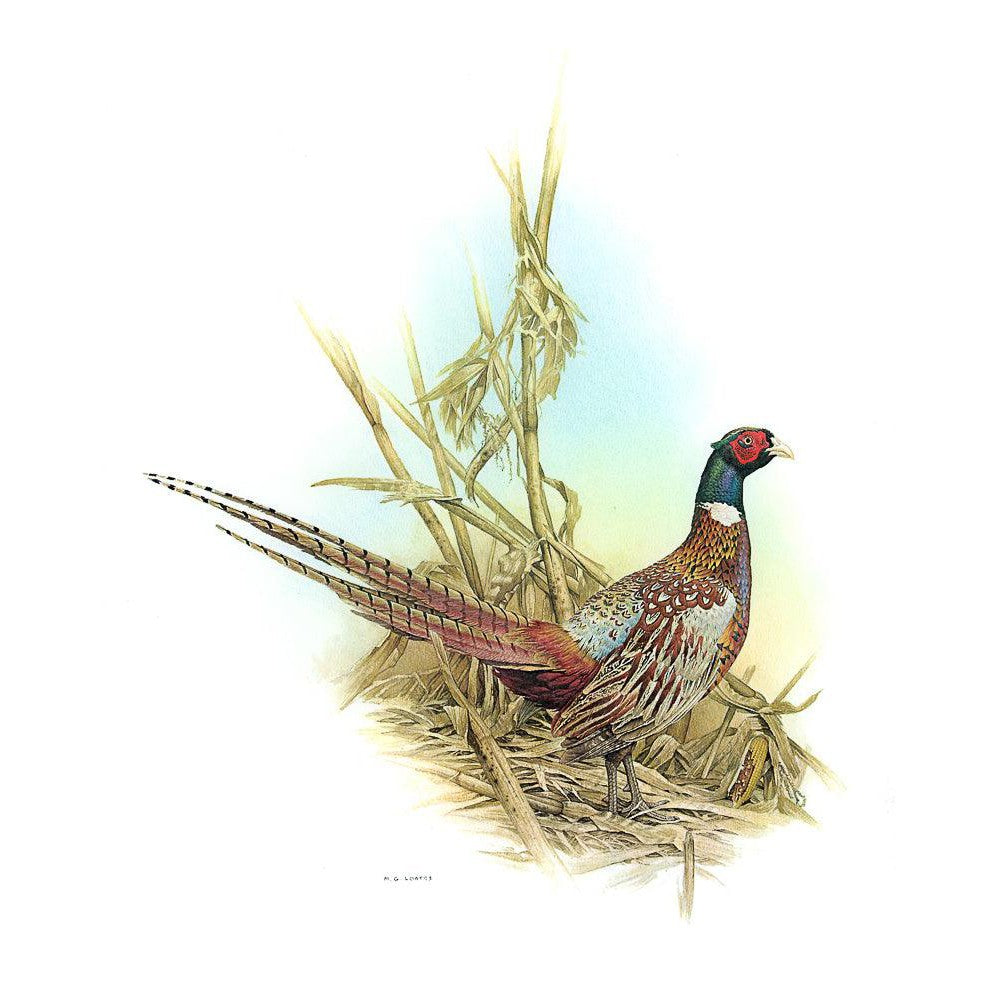 Ring Necked Pheasant - Art Print | Artwork by Glen Loates