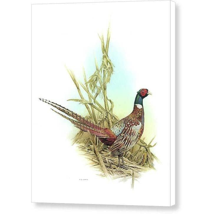 Ring Necked Pheasant - Canvas Print | Artwork by Glen Loates