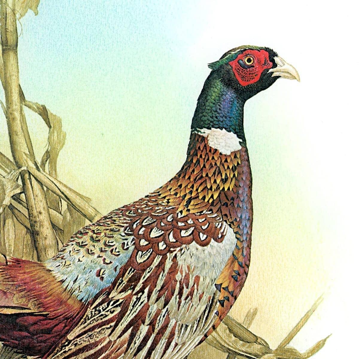 Ring Necked Pheasant - Canvas Print | Artwork by Glen Loates