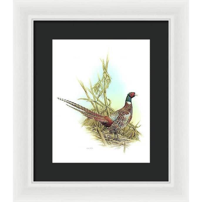 Ring Necked Pheasant - Framed Print | Artwork by Glen Loates