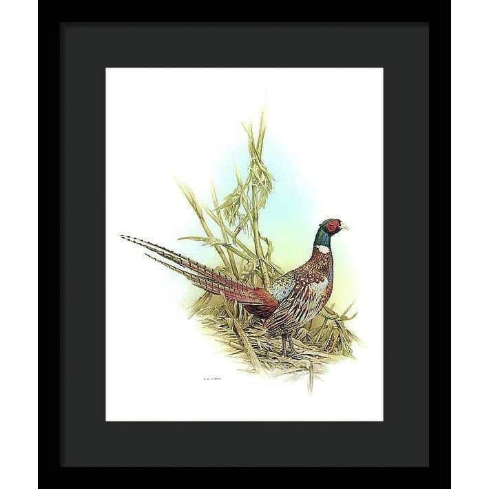 Ring Necked Pheasant - Framed Print | Artwork by Glen Loates